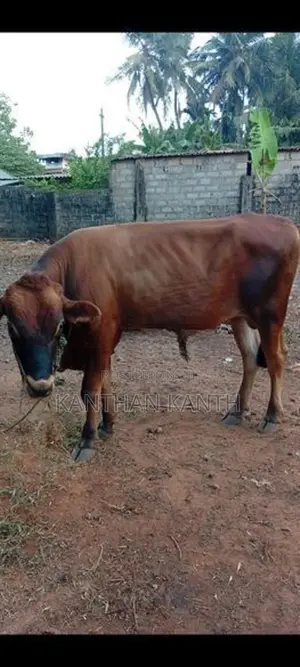 farm cow