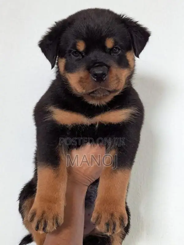 Rottweiler Puppies