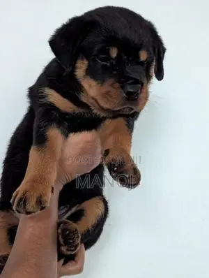 Rottweiler Puppies