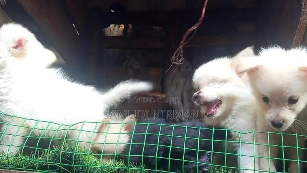 Lion Pomaneriyan puppies