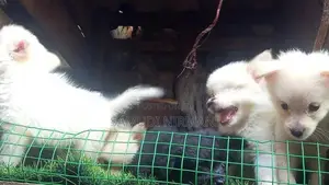 Lion Pomaneriyan puppies