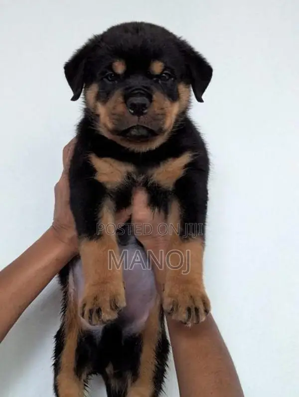 Rottweiler Puppies