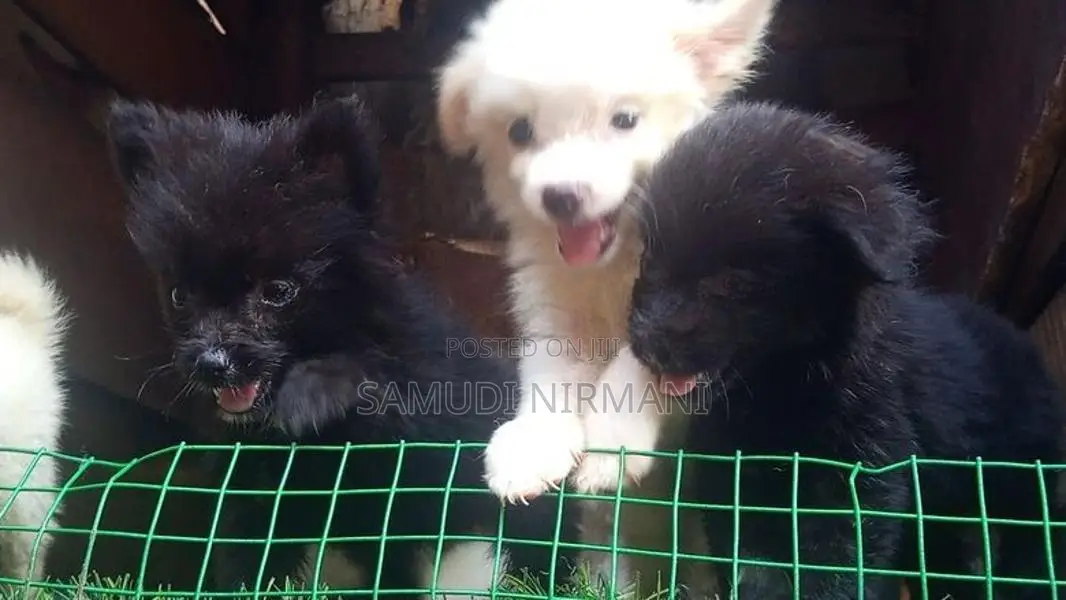 Lion Pomaneriyan puppies