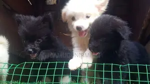 Lion Pomaneriyan puppies
