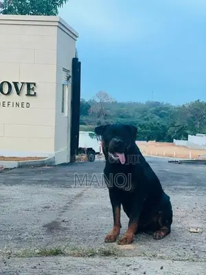 Rottweiler Puppies