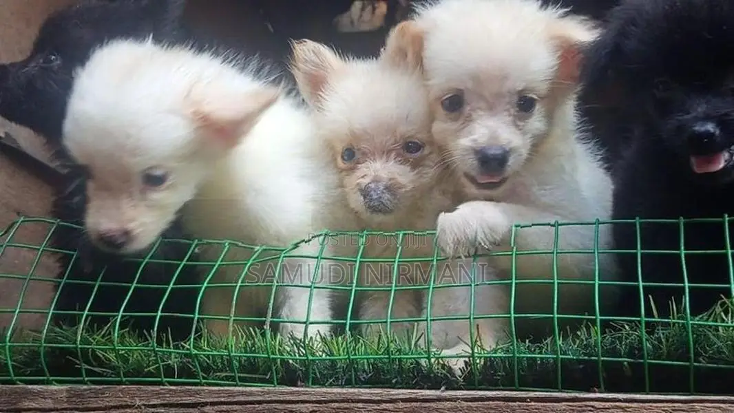 Lion Pomaneriyan puppies