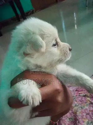 Lion Pomeranian Puppies