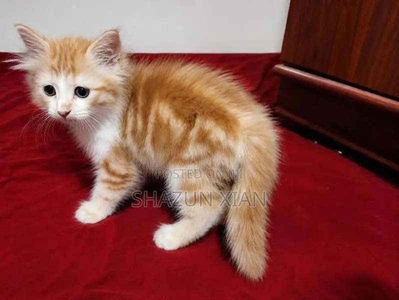 Pure Persian Bicolour