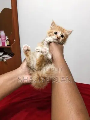 Pure Persian Bicolour