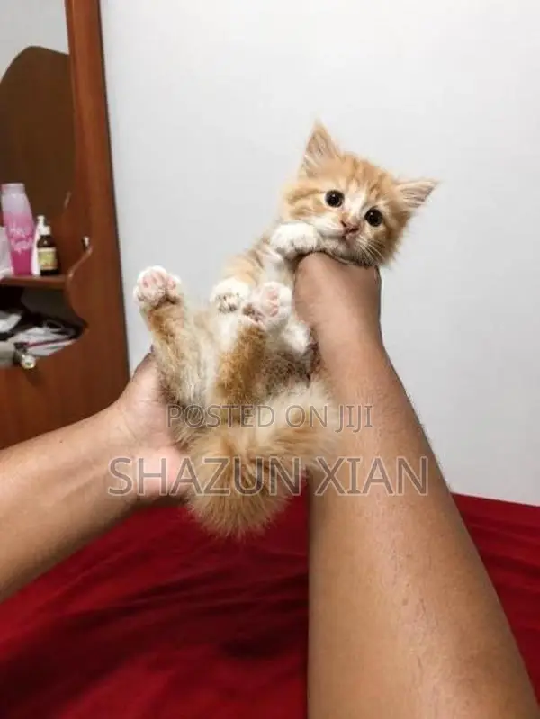Pure Persian Bicolour