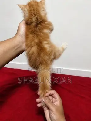 Pure Persian Bicolour