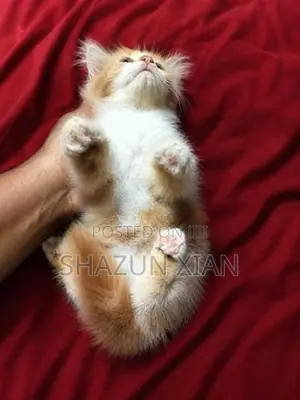 Pure Persian Bicolour