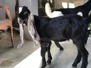 jamunapari goat