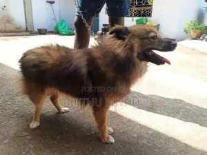 Lion Pomerian
