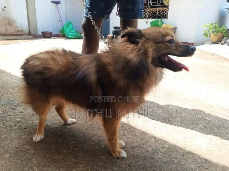 Lion Pomerian