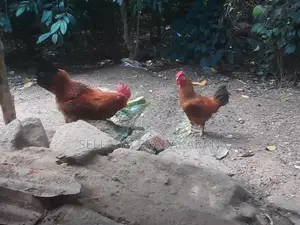 කුකුළන් දෙදෙනෙක්