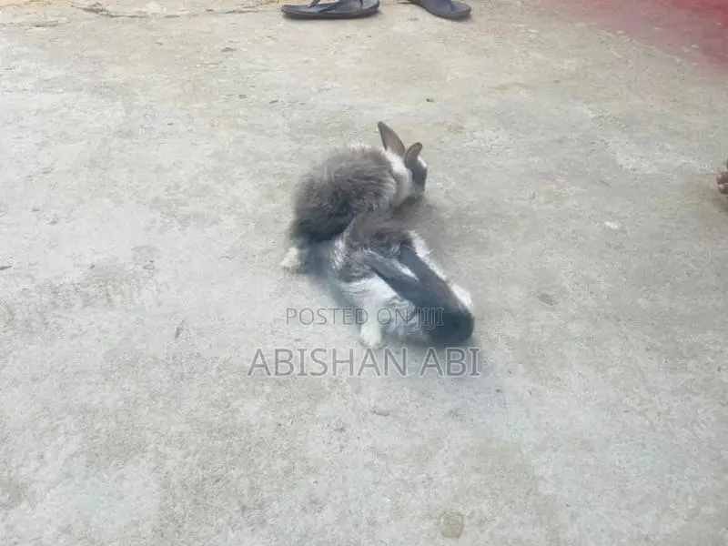 Cotton rabbit