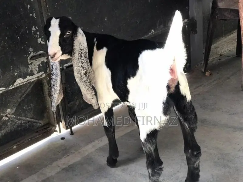 jamunapari goat