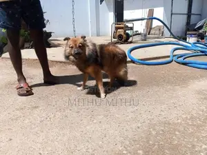 Lion Pomerian