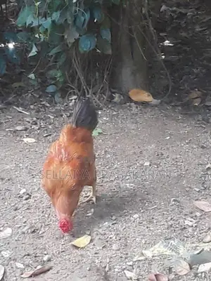 කුකුළන් දෙදෙනෙක්