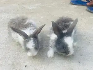 Cotton rabbit