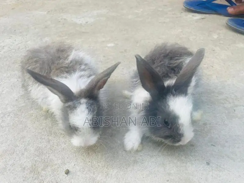 Cotton rabbit