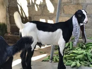 jamunapari goat