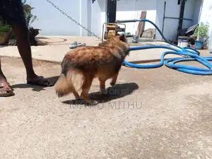 Lion Pomerian