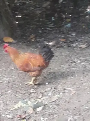 කුකුළන් දෙදෙනෙක්