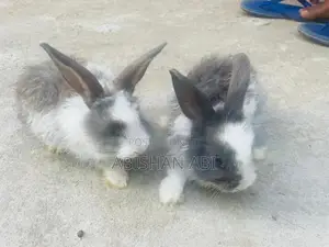 Cotton rabbit