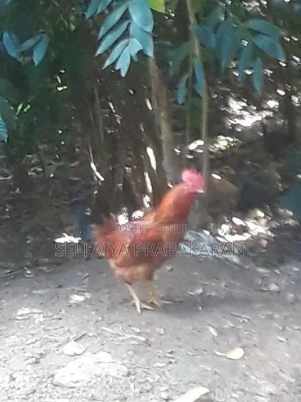 කුකුළන් දෙදෙනෙක්
