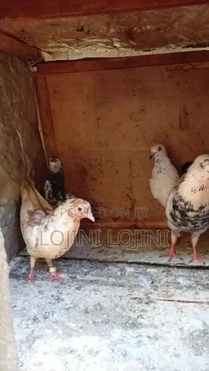 Pigeons