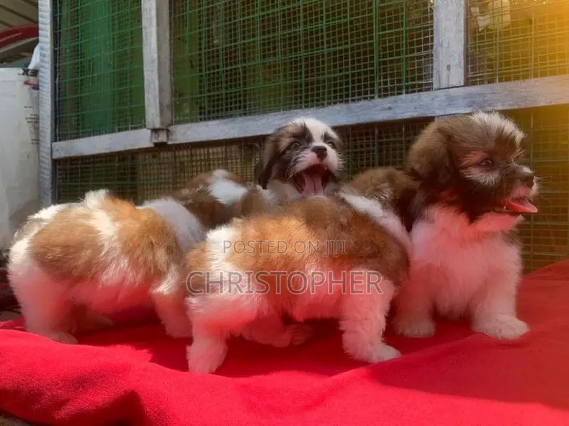 Shitzu Puppys