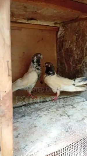 Pigeons