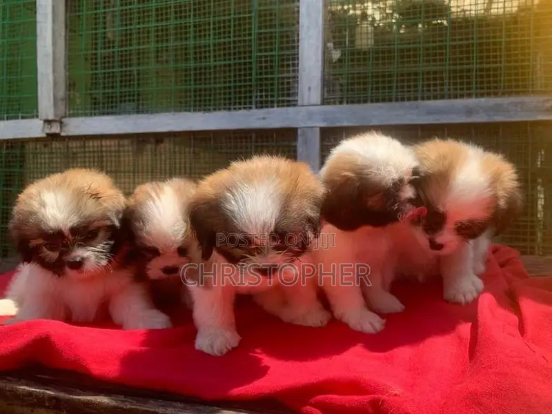 Shitzu Puppys