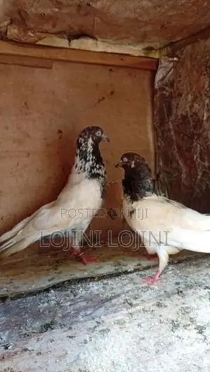 Pigeons