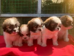 Shitzu Puppys