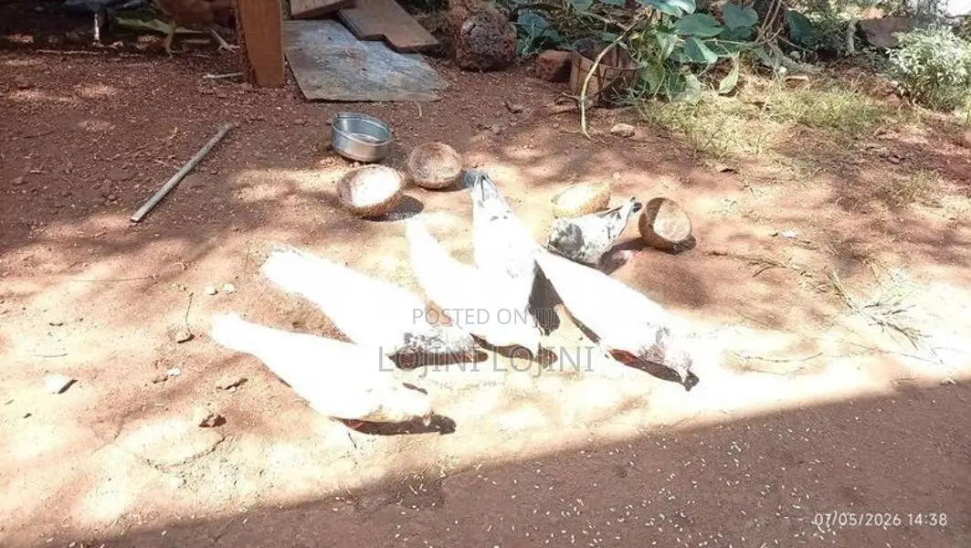 Pigeons