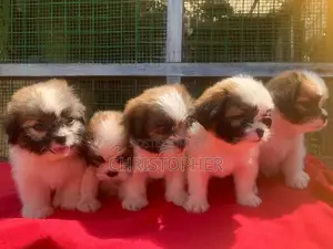 Shitzu Puppys