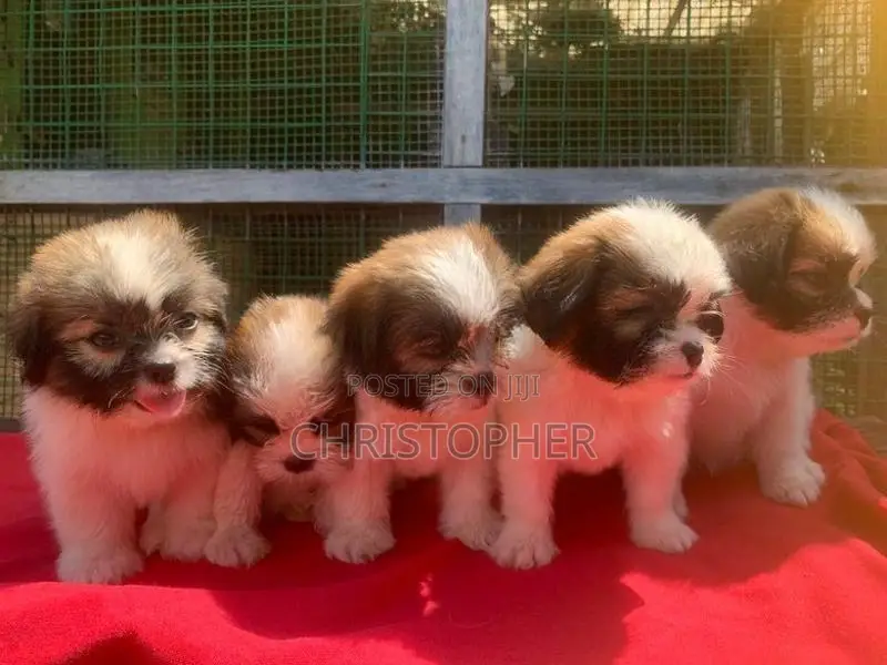 Shitzu Puppys