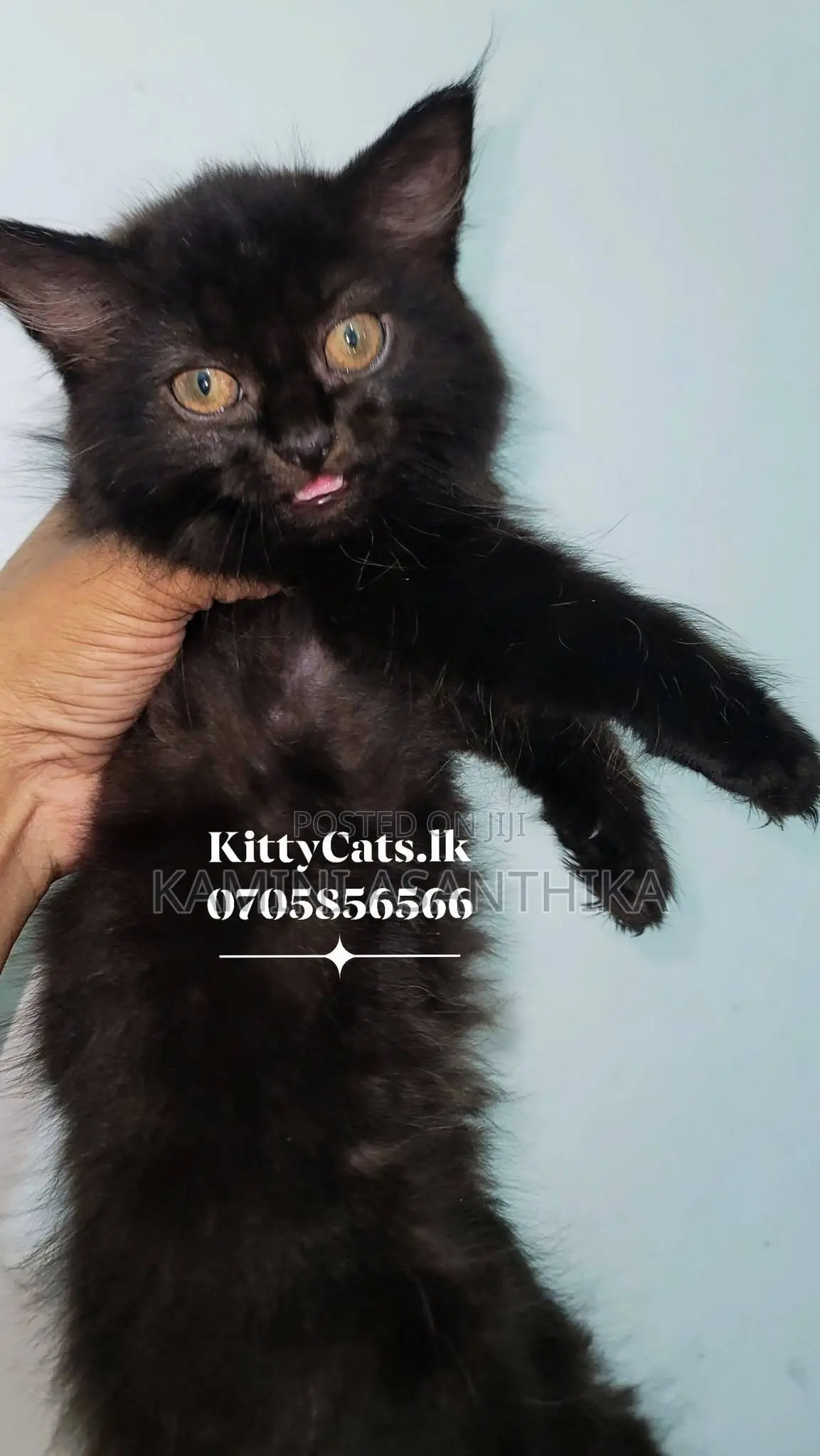 1-3 months Male Purebred Persian