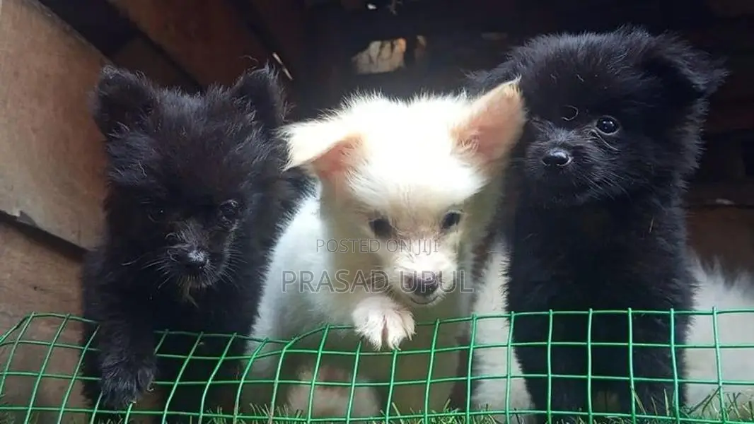 lione pimaneriyan puppies