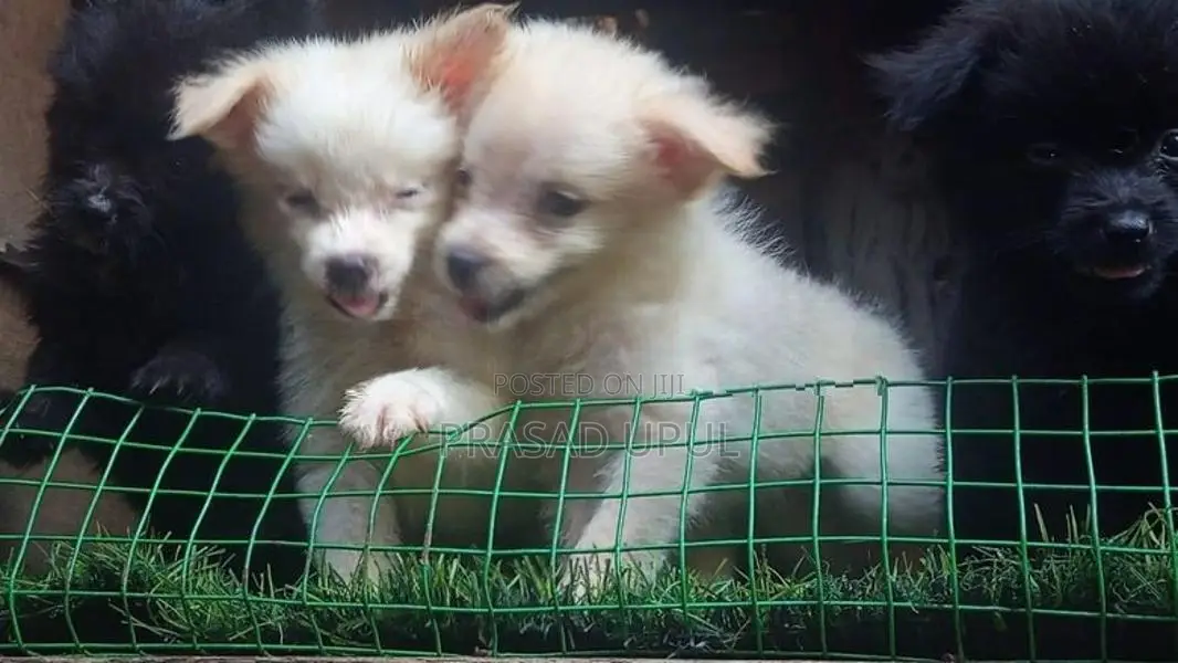 lione pimaneriyan puppies