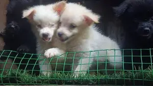 lione pimaneriyan puppies
