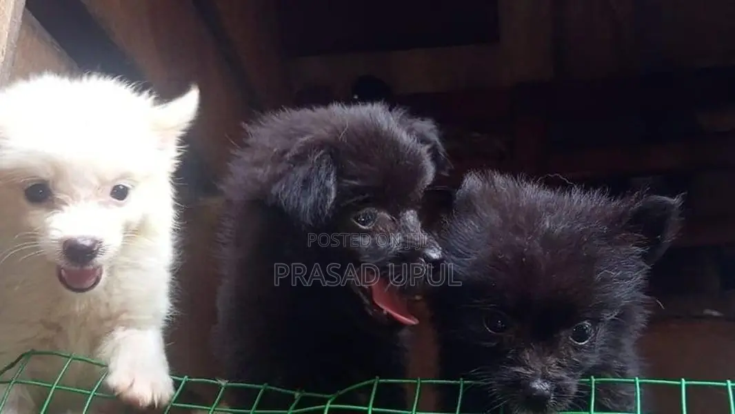 lione pimaneriyan puppies