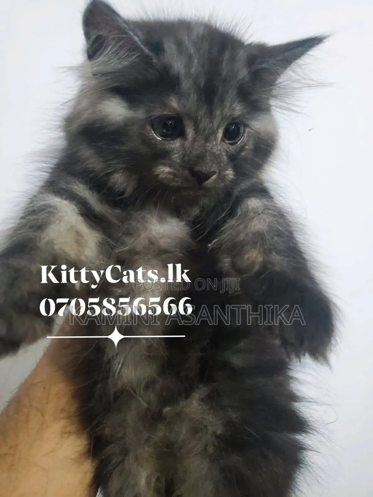 1-3 months Male Purebred Persian