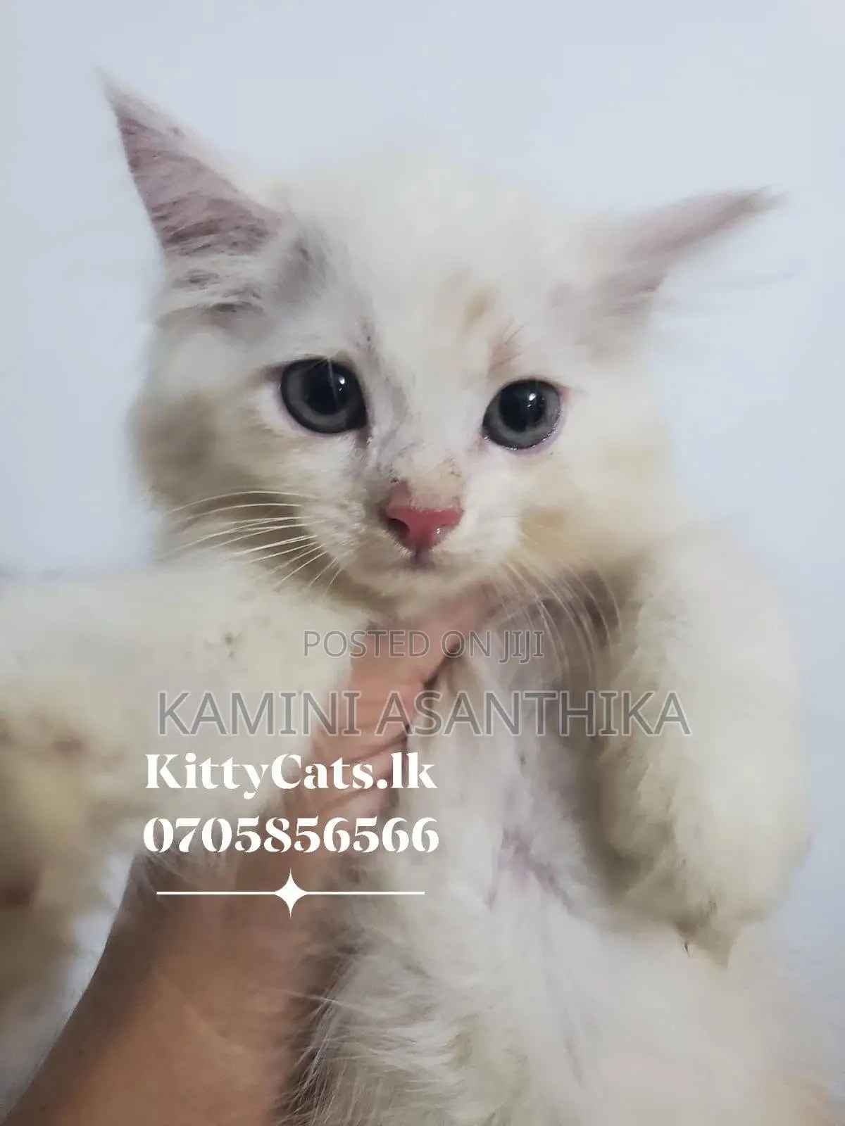 1-3 months Male Purebred Persian