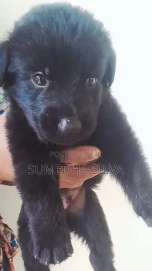 Labradoo crossed breed puppies