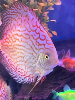 Discus 15 CM pair