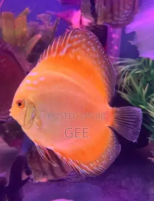 Discus 12 CM yellow pair